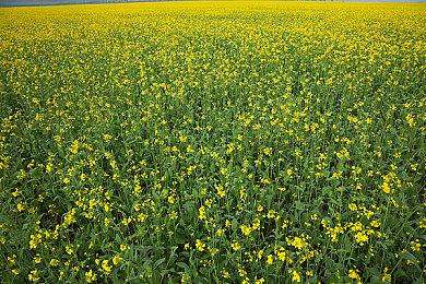 《龙腾世纪》编剧认为AI生成故事平淡无奇 没有灵魂